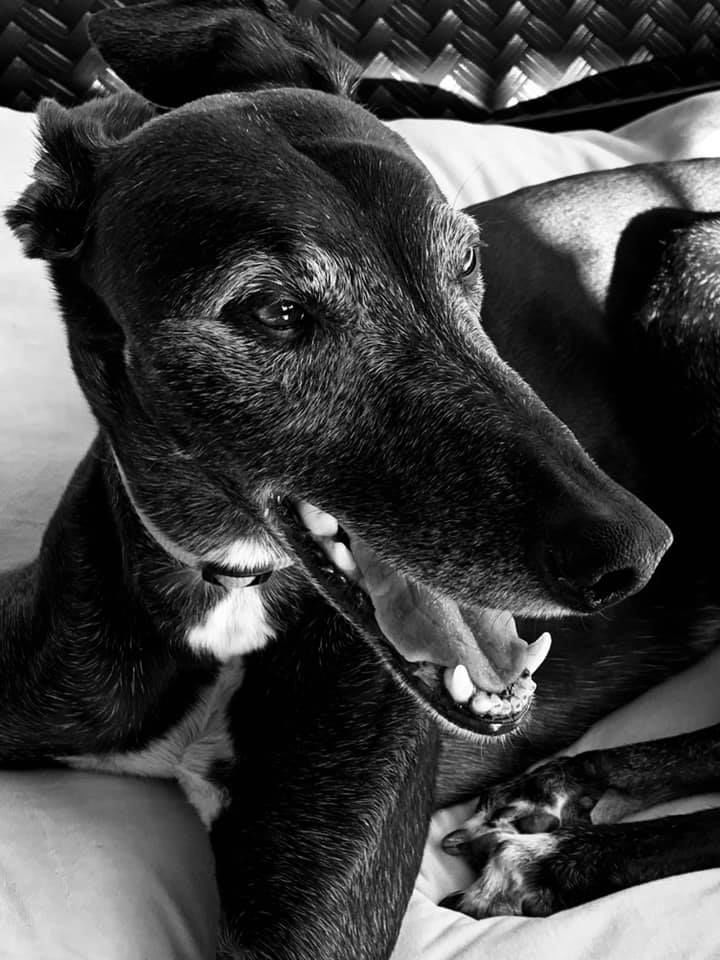 Readers pet photos